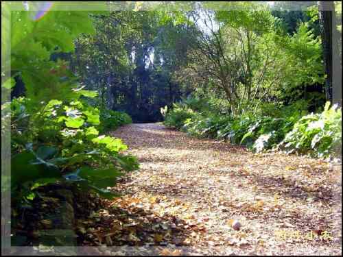 鸟路风景 黑喉石鵖