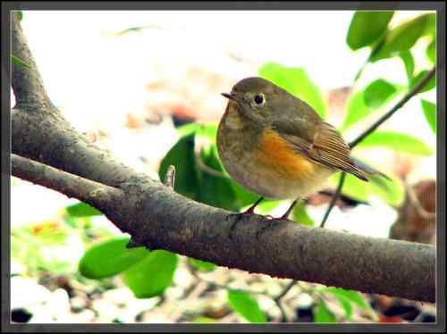 后花园的红胁蓝尾鸲