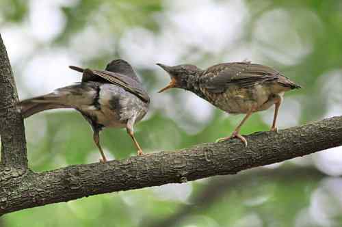 武汉大学樱花园的乌灰鸫宝宝