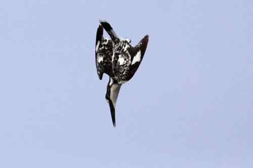 武汉鸟人爱上斑鱼狗