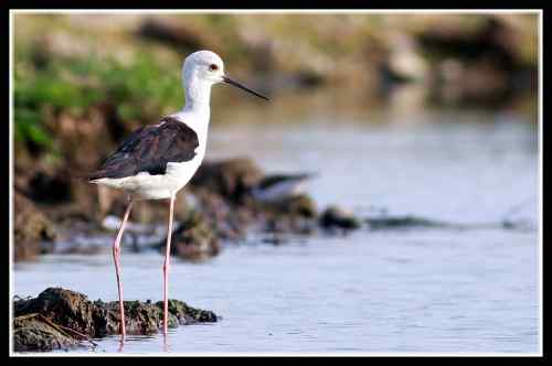长腿娘子 黑翅长脚鹬