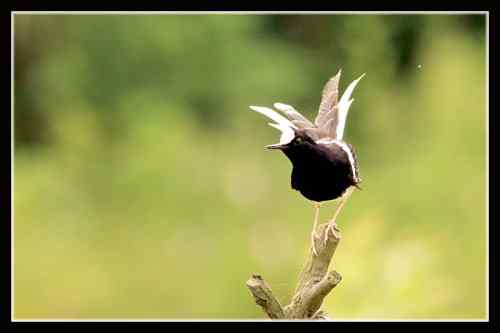 白冠燕尾 对水质要求高