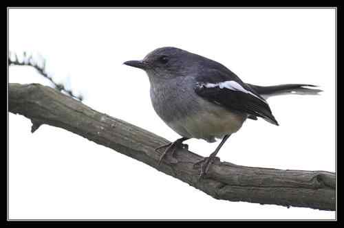 鹊鸲蹦蹦跳 武汉东湖观鸟