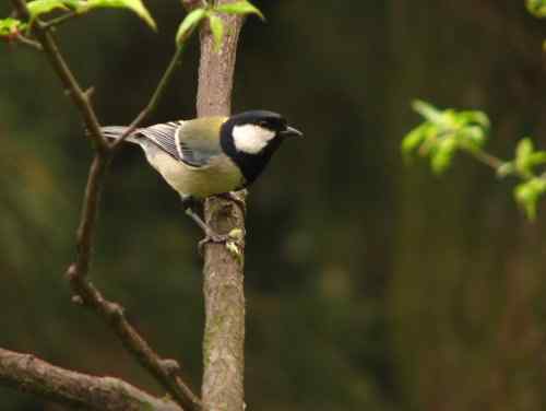 吃虫子的大山雀
