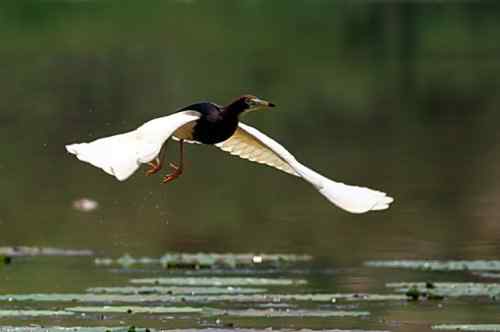 池鹭不太怕人 池鹭不太怕人