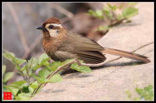胆大的白颊噪鹛 武汉