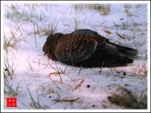 山斑鸠之殇 南方雪灾