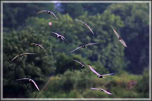 须浮鸥 东湖渔场