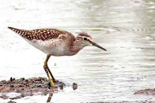 武汉观鸟——林鹬 武汉观鸟——林鹬