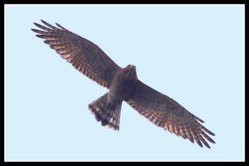 武汉阴天的灰脸鵟鹰