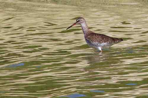 湖北湿地的红脚鹬 就一只 湖北湿地的红脚鹬 就一只