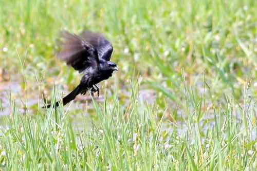 黑卷尾 湖北常见候鸟