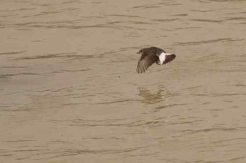 家乡的鸟——红尾水鸲