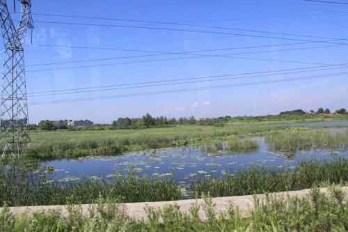 武汉杨桥湖风光 鸟类繁多