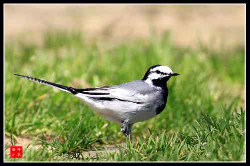 白面书生 白鹡鸰 武汉东湖