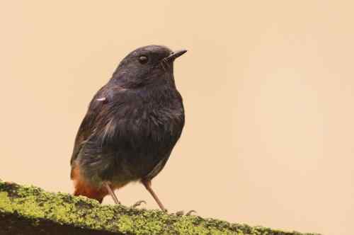 家乡的鸟——红尾水鸲