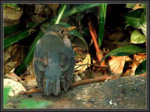 乌灰鸫的一家 武汉