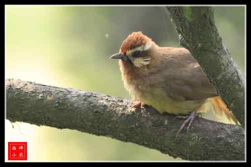 胆大的白颊噪鹛 武汉