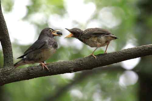武汉大学樱花园的乌灰鸫宝宝