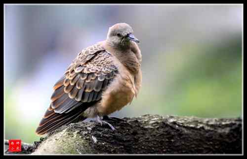 山斑鸠和珠颈斑鸠