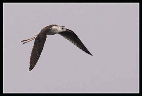 长腿娘子 黑翅长脚鹬