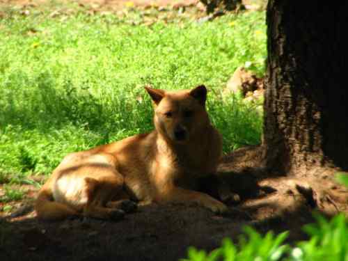鸟路风景 黑喉石鵖
