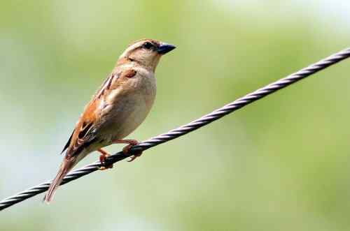 山麻雀对比树麻雀