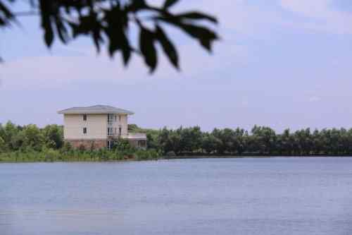 武汉杨桥湖风光 鸟类繁多