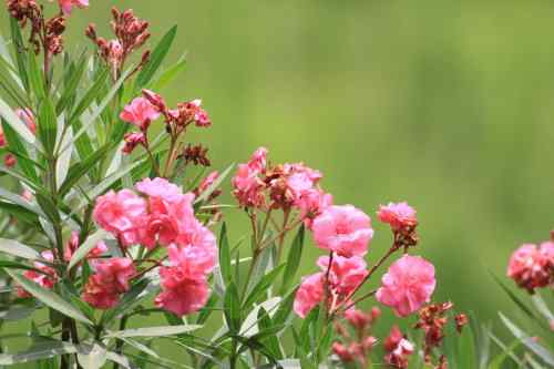 武汉杨桥湖风光 鸟类繁多