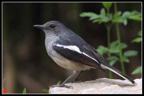 鹊鸲蹦蹦跳 武汉东湖观鸟