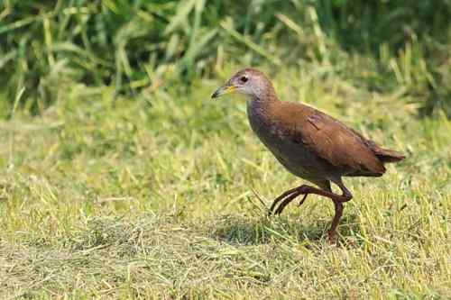 红脚苦恶鸟：感谢新疆鸟类摄影师穗穗红！