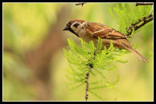 春忙的小麻雀 不再是四害
