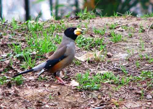 大嘴巴的黑尾蜡嘴雀与蜡嘴雀的区别