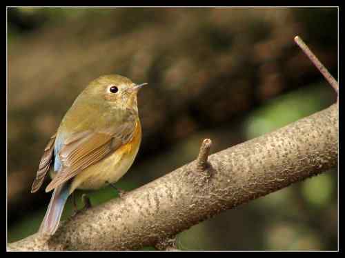 后花园的红胁蓝尾鸲