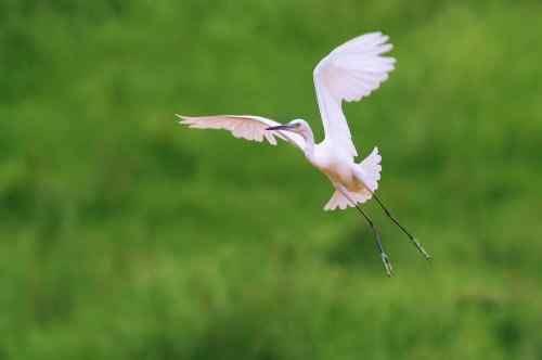 鹭舞九天 鹭舞九天