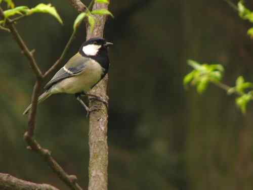 吃虫子的大山雀