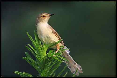 爱表演的褐头鹪莺