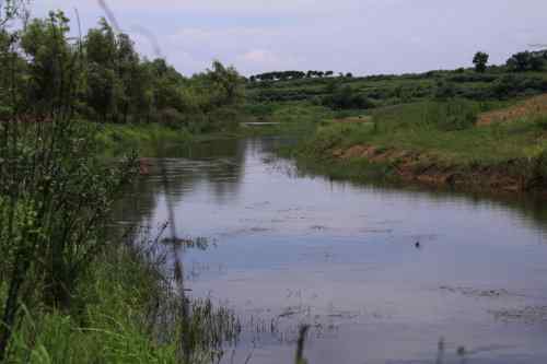 武汉杨桥湖风光 鸟类繁多