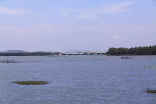 武汉杨桥湖风光 鸟类繁多