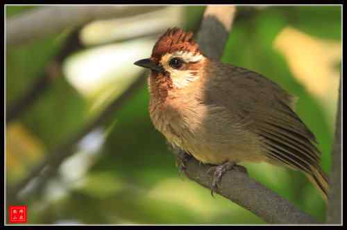 胆大的白颊噪鹛 武汉