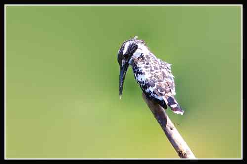 武汉鸟人爱上斑鱼狗