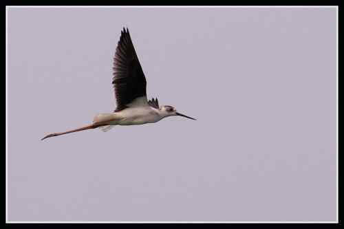 长腿娘子 黑翅长脚鹬