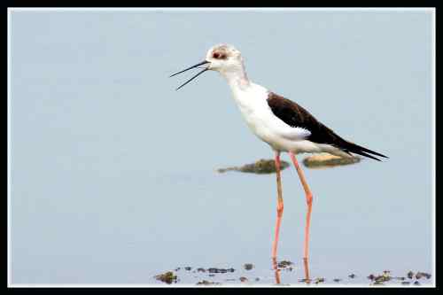长腿娘子 黑翅长脚鹬