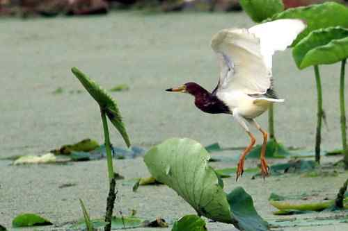 池鹭不太怕人 池鹭不太怕人