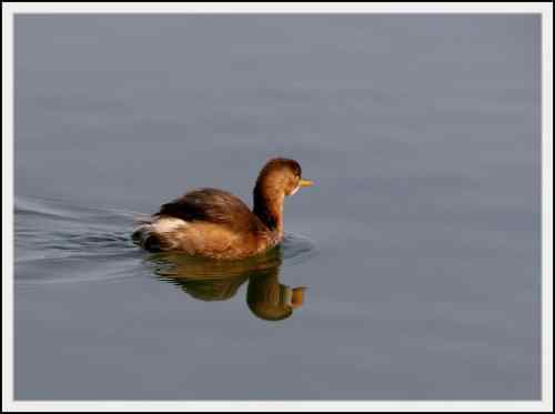 小鸊鷉: 我不是野鸭子 小鸊鷉: 我不是野鸭子
