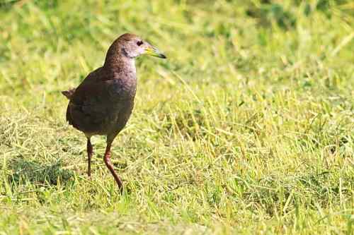 红脚苦恶鸟：感谢新疆鸟类摄影师穗穗红！