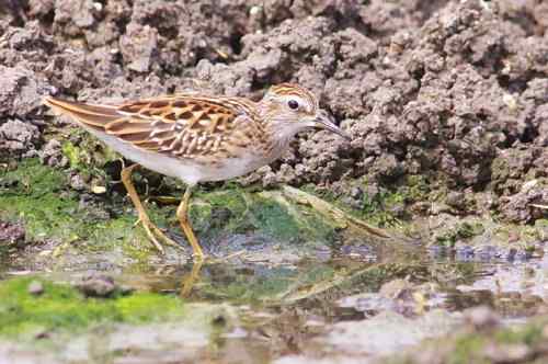 谭湖附近再拍长趾滨鹬 谭湖附近再拍长趾滨鹬