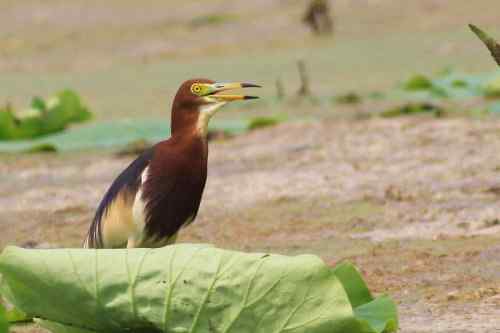 池鹭不太怕人 池鹭不太怕人
