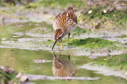 谭湖附近再拍长趾滨鹬 谭湖附近再拍长趾滨鹬