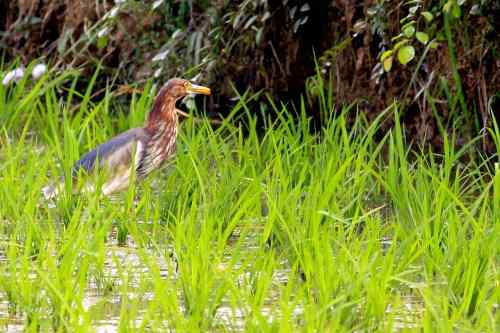 池鹭不太怕人 池鹭不太怕人
